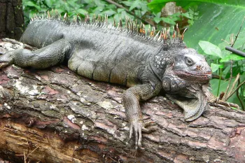 Wildlife Central America